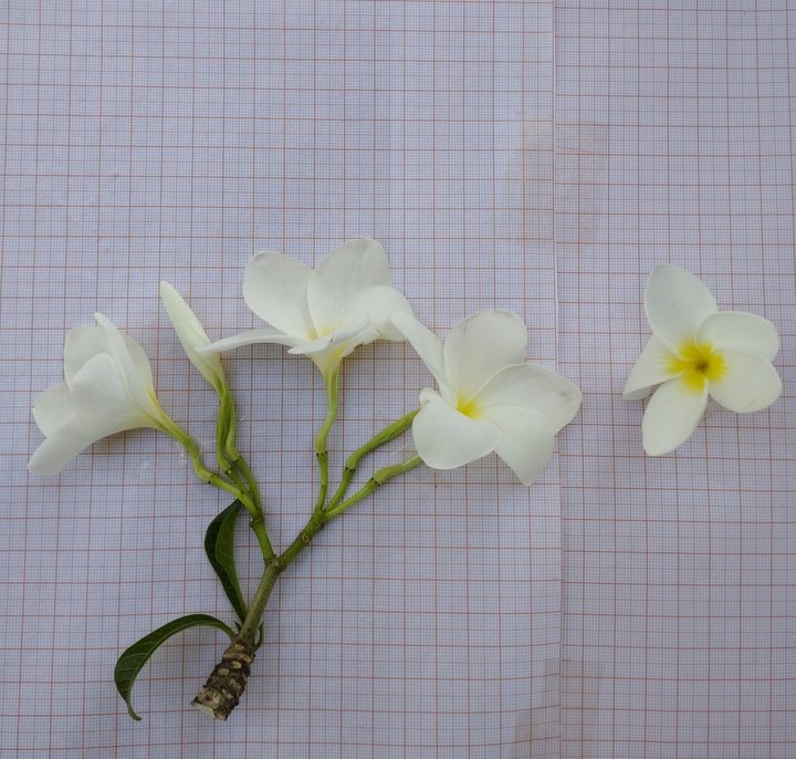 plumeria branca - flor